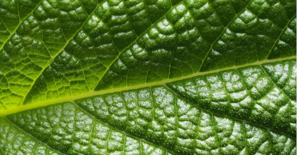 What If Humans Could Photosynthesize Like Plants?