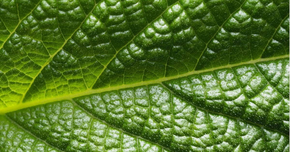 What If Humans Could Photosynthesize Like Plants?