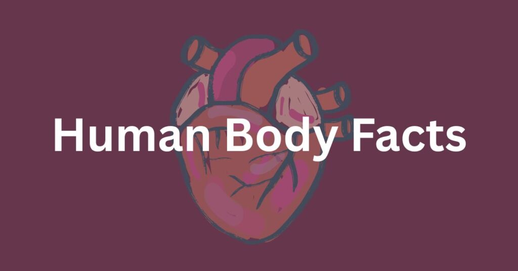 Human Body Facts | WhatIfFacts
